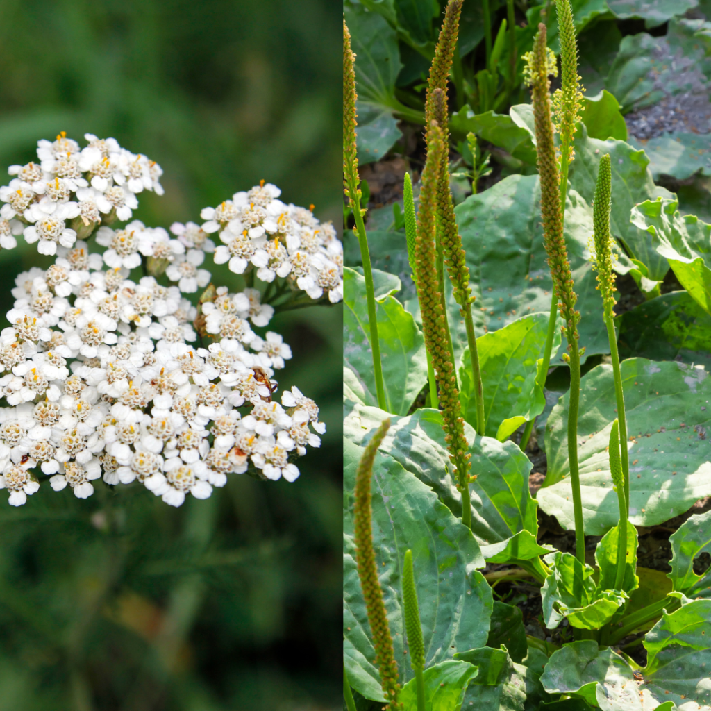 A picture of Yarrow next to plantain weed used for survival remedies 