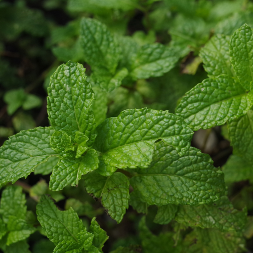 A picture of mint used for a survival remedy dealing with an upset stomach.